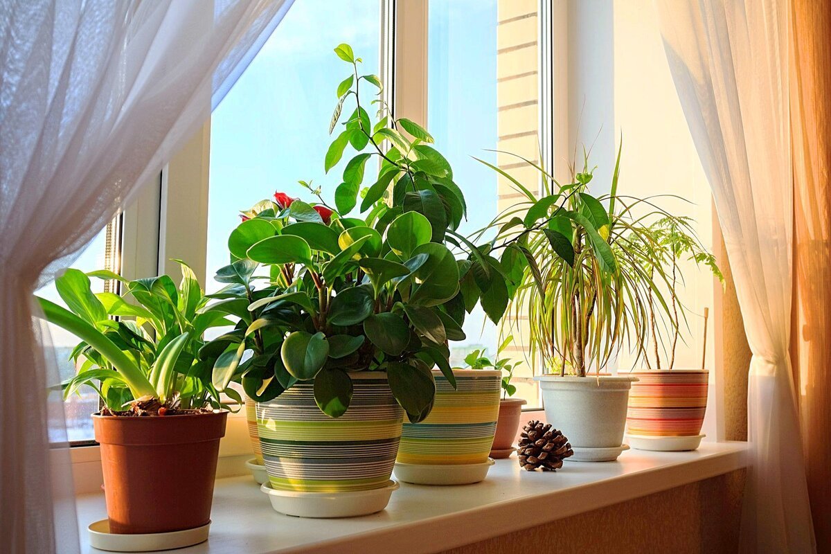 Cómo cuidar tus plantas antes de irte una larga temporada
