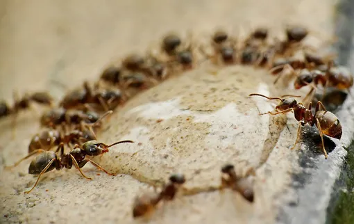 Cómo deshacerse de las hormigas en la casa de una vez por todas