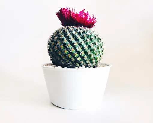 ¿Con qué frecuencia necesitas regar un cactus?