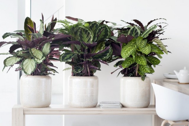 Plantas de interior con patrones inusuales en las hojas. Lista de nombres con fotos