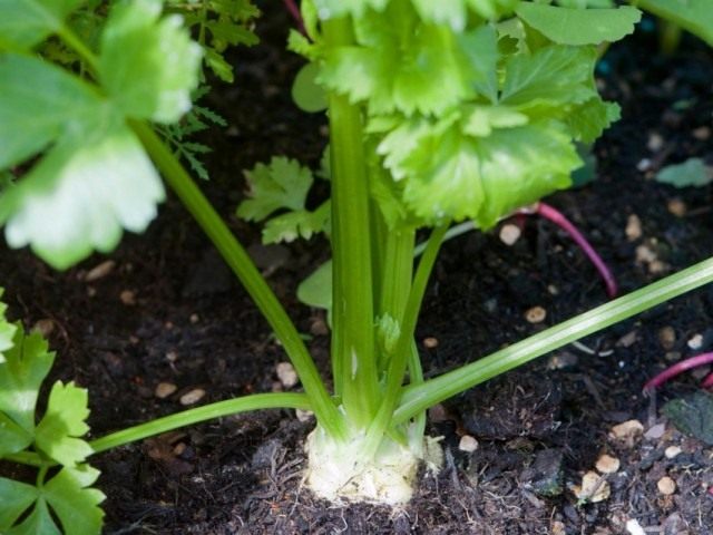 Celery de la raíz: "Guardar, agregar fuerzas de las dolencias". Plantación, crecimiento y cuidado. Foto