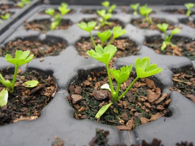 Celery de la raíz: "Guardar, agregar fuerzas de las dolencias". Plantación, crecimiento y cuidado. Foto