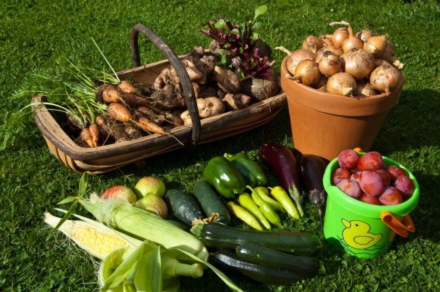 Cómo cosechar y guardar la cosecha de verduras