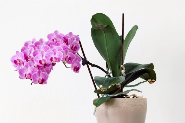 Cómo prolongar la floración de las orquídeas
