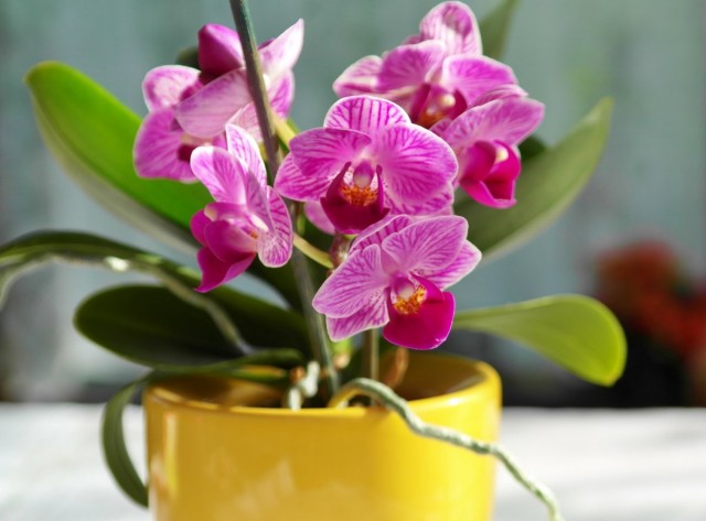Cómo prolongar la floración de las orquídeas