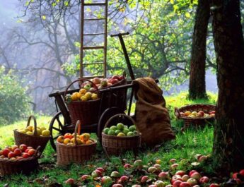 ¿Cómo cosechar y mantener un yab de manzanas? ¿Cuándo disparar? Para el invierno