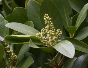 Corinocarpus - Laurel de Nueva Zelanda. Creciente y cuidado. Foto
