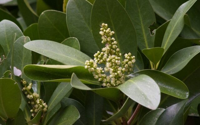 Corinocarpus - Laurel de Nueva Zelanda. Creciente y cuidado. Foto