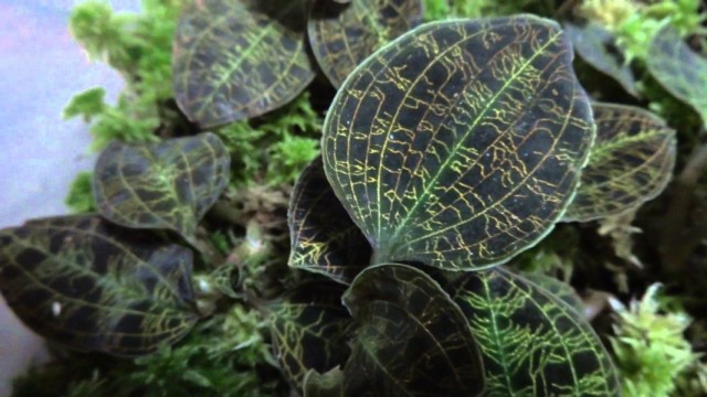 Plantas de interior con patrones inusuales en las hojas. Lista de nombres con fotos