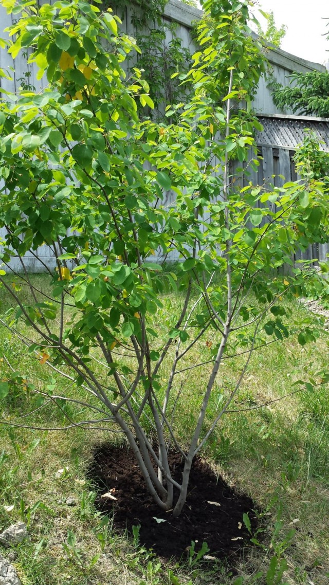 ¿Cómo trasplantar adecuadamente un arbusto de fruta a un nuevo lugar? Foto