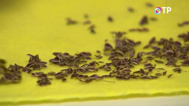 ¿Cómo preparar las semillas para siembra correctamente?