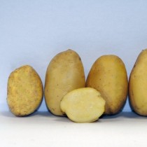 Las mejores variedades de papas para varias regiones. Descripción, características, foto