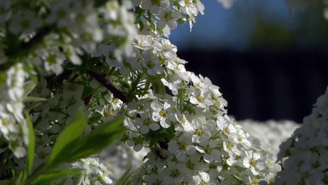 Los mejores tipos y variedades de Spring Spirea para macizos de flores. Foto