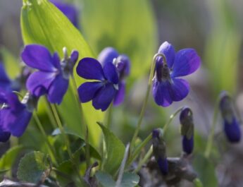 ¿Cómo propagar las violetas de jardín?