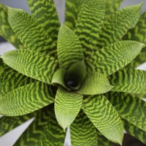 Plantas de interior con patrones inusuales en las hojas. Lista de nombres con fotos - página 3 de 6