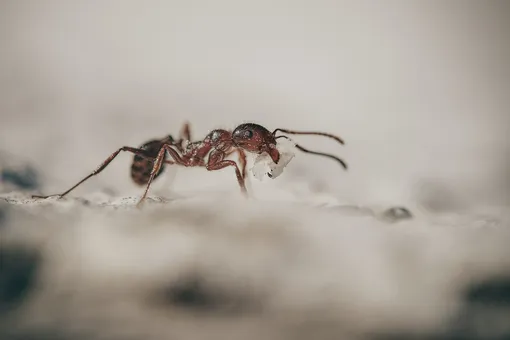 Cómo deshacerse de las hormigas en la casa de una vez por todas