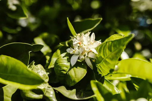 Jasmine y vainilla: 6 aromas que nos hacen felices