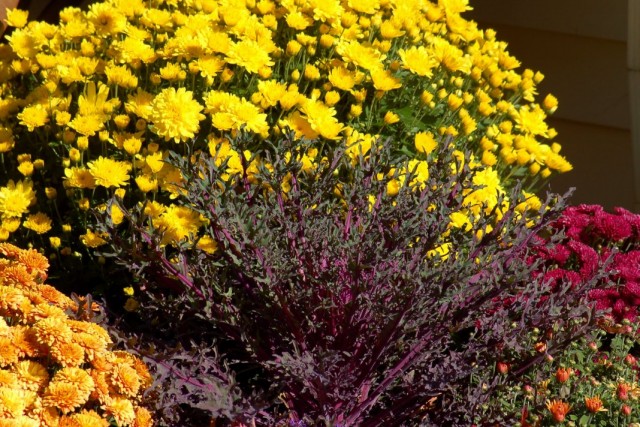 ¿Cómo cuidar adecuadamente los crisantemos? Creciente, aterrizaje y cuidado. Foto