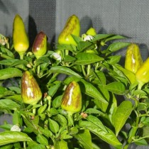 Pimienta aguda interiores: variedades y características del crecimiento. Cuidado en casa. Foto