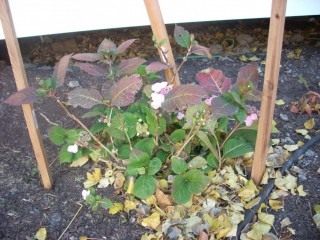 ¿Cómo ocultar adecuadamente la hortensia para el invierno? Foto