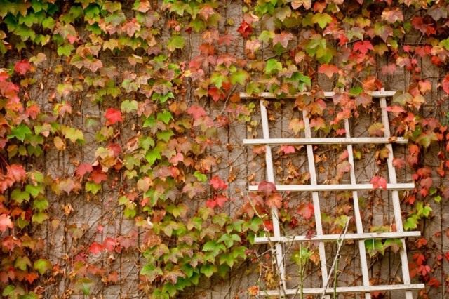 ¿Cómo eliminar las plantas rizadas de la fachada? Limpieza de paredes de las plantas