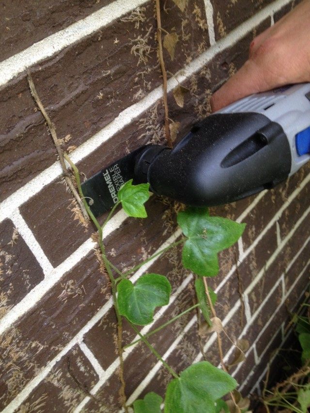 ¿Cómo eliminar las plantas rizadas de la fachada? Limpieza de paredes de las plantas
