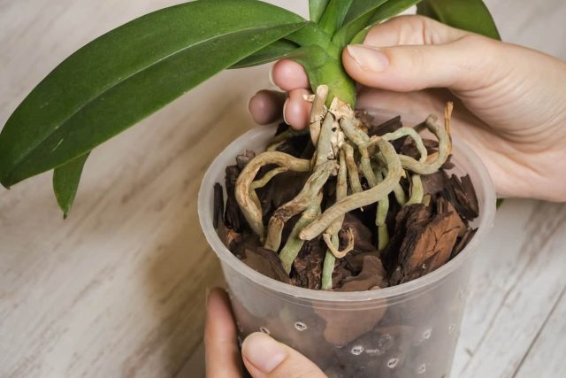 Cómo trasplantar correctamente las orquídeas -Paso por las instrucciones de paso