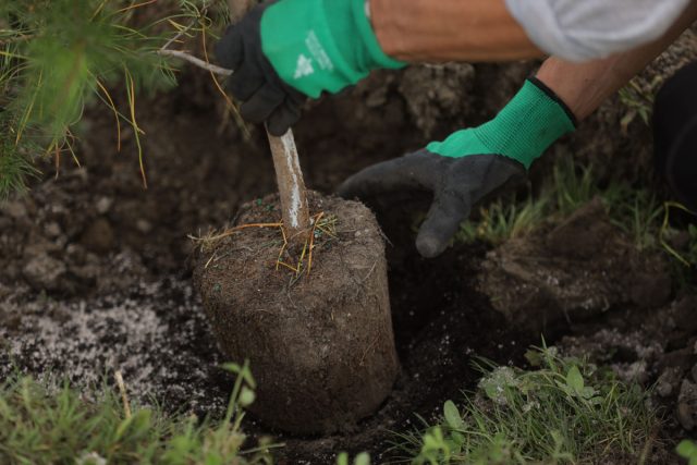 Cómo plantar un árbol correctamente: evitamos errores frecuentes. Foto