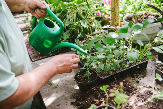 Cómo fertilizar las plántulas correctamente: consejos para cada semana de vida vegetal