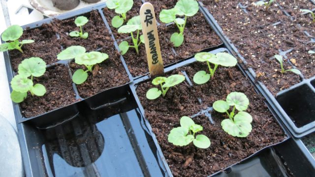 Cómo fertilizar las plántulas correctamente: consejos para cada semana de vida vegetal