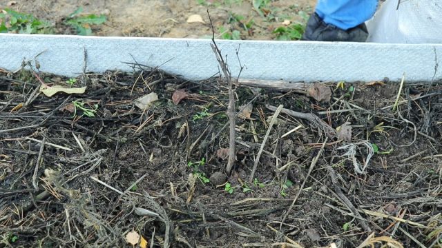 ¿Cómo es correcto y cómo cubrir los arbustos de bayas? Video
