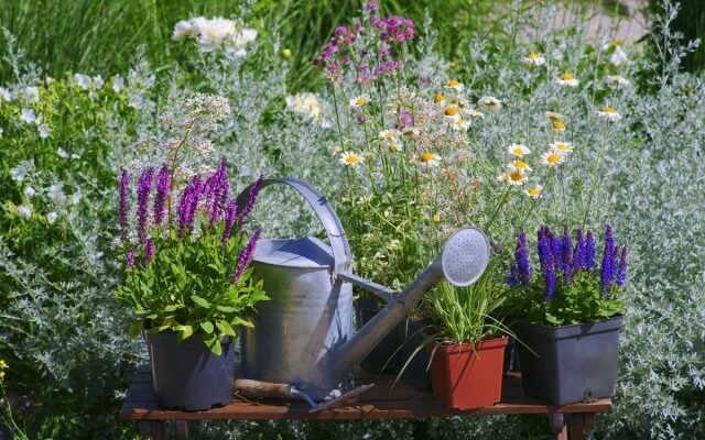 ¿Cómo introducir hierbas medicinales en el jardín? Foto