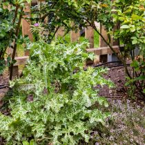 ¿Cómo introducir hierbas medicinales en el jardín? Foto