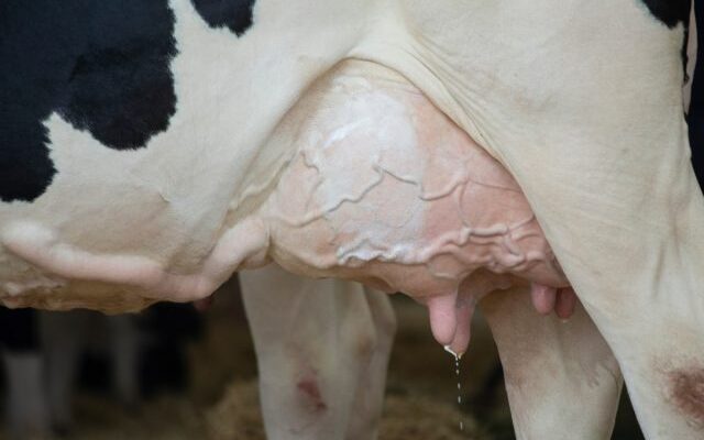 Cómo reconocer la mastitis en una vaca - síntomas y métodos de prevención