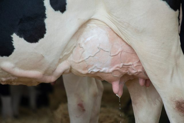 Cómo reconocer la mastitis en una vaca - síntomas y métodos de prevención