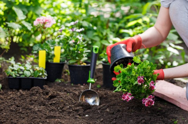 Cómo romper un nuevo jardín de flores y no cometer un error: las instrucciones de paso por paso. Foto