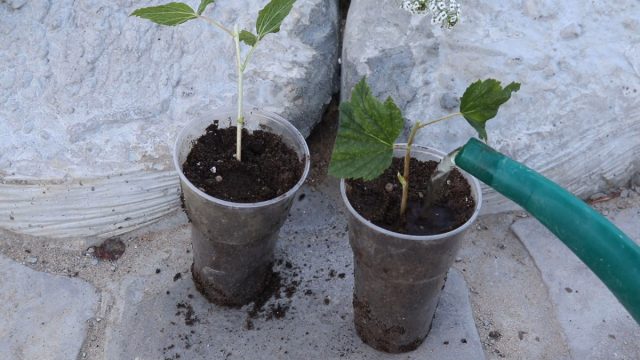 ¿Cómo propagar grosellas negras en el verano sin problemas?