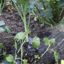 ¿Cómo propagar grosellas negras en el verano sin problemas?