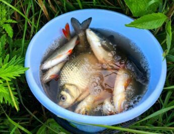Cómo diluir los peces en el país: consejos para principiantes en los peces que alimentándose, invernadas óptimas. Foto