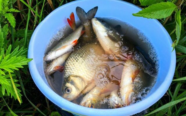 Cómo diluir los peces en el país: consejos para principiantes en los peces que alimentándose, invernadas óptimas. Foto