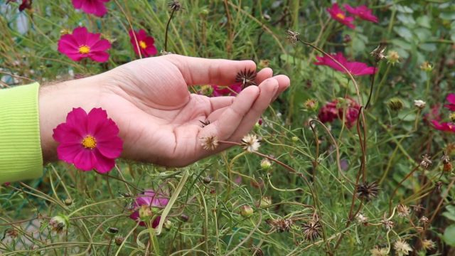 ¿Cómo recolectar semillas de flores correctamente?