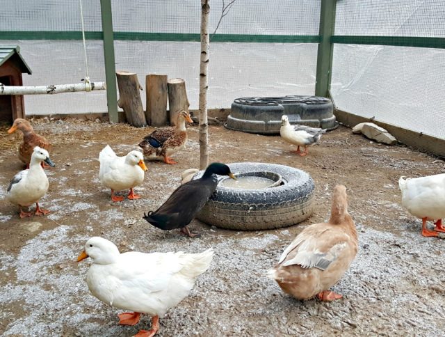 ¿Cómo contener patos caseros en invierno y qué tiene que ver el fertilizante del suelo en el invernadero? Foto