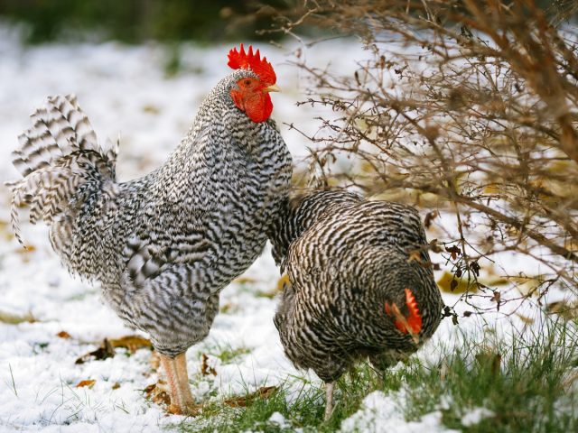¿Cómo mantener a los pollos en el país en invierno sin supervisión constante? Alimentación, iluminación, calentamiento. Foto