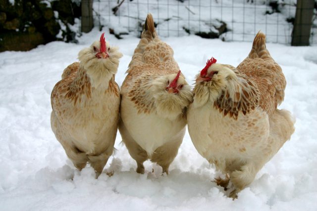 ¿Cómo mantener a los pollos en el país en invierno sin supervisión constante? Alimentación, iluminación, calentamiento. Foto