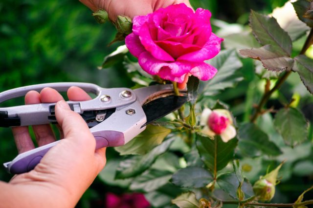 ¿Cómo salvar un ramo de rosas? Foto