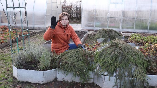 ¿Cómo salvar el crisantemo de la multiflora en invierno?