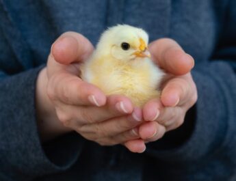 ¿Cómo cuidar las gallinas? Consejos simples para criadores de ganado para principiantes. Foto