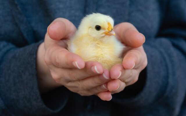 ¿Cómo cuidar las gallinas? Consejos simples para criadores de ganado para principiantes. Foto