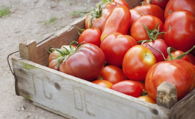 ¿Cómo recuperarse y almacenar tomates correctamente? Foto