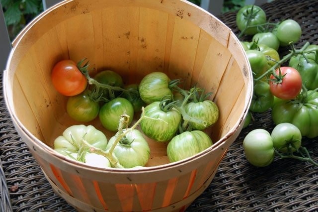 ¿Cómo recuperarse y almacenar tomates correctamente? Foto